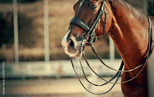 The muzzle is sports brown stallion in the bridle. Dressage horse.