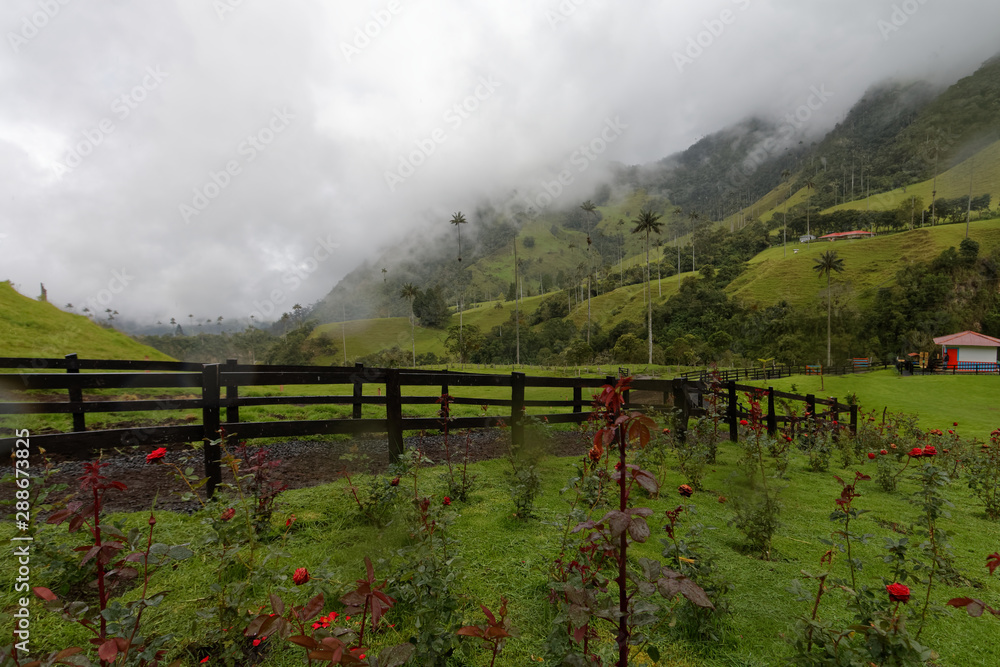 Dolina Cocora (Salento, Kolumbia)