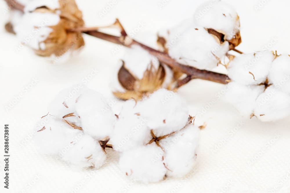 The branch of cotton with open white boxes is lying on a white background