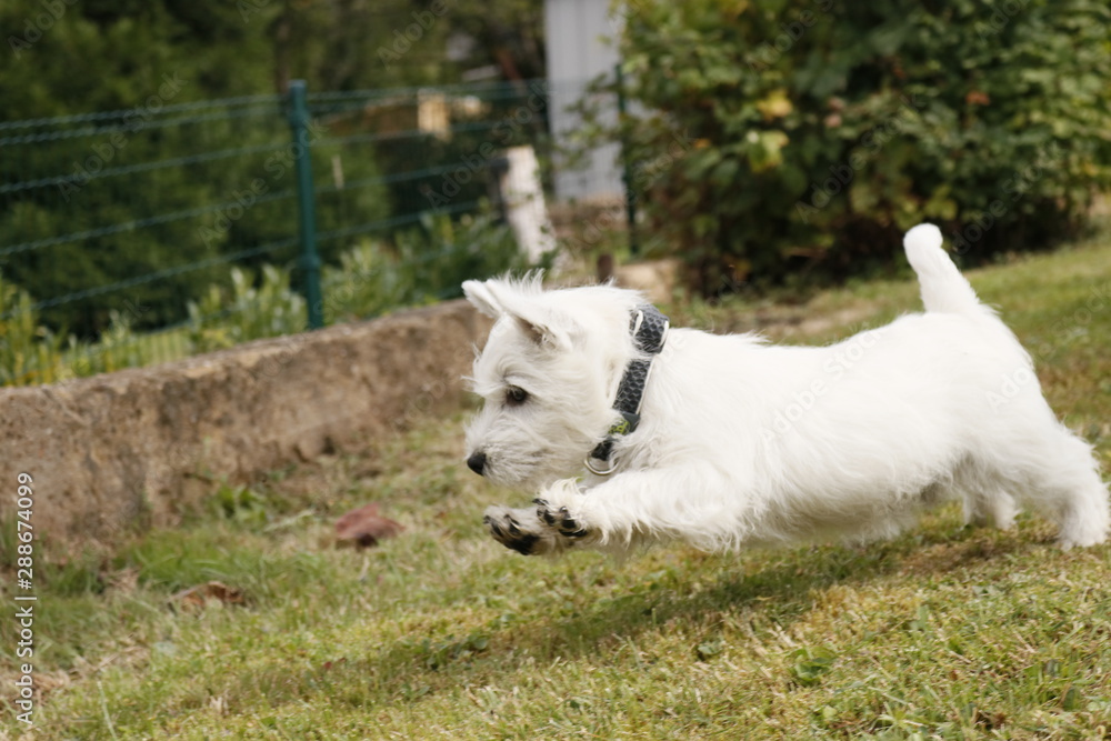 Fototapeta premium West Highland White Terrier Welpe rennt und springt