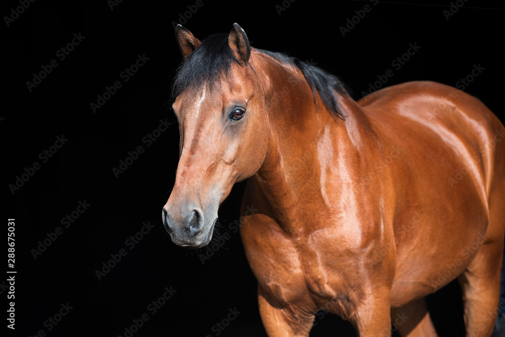 Obraz premium Koń w studio