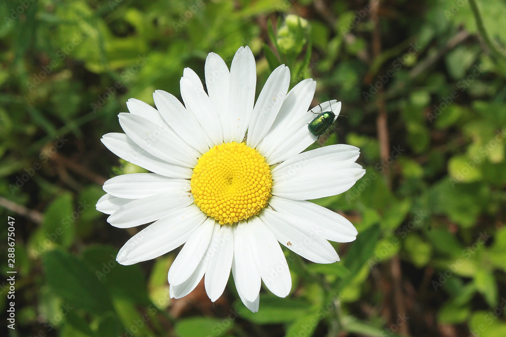 White daisy in the garden White daisy in the garden