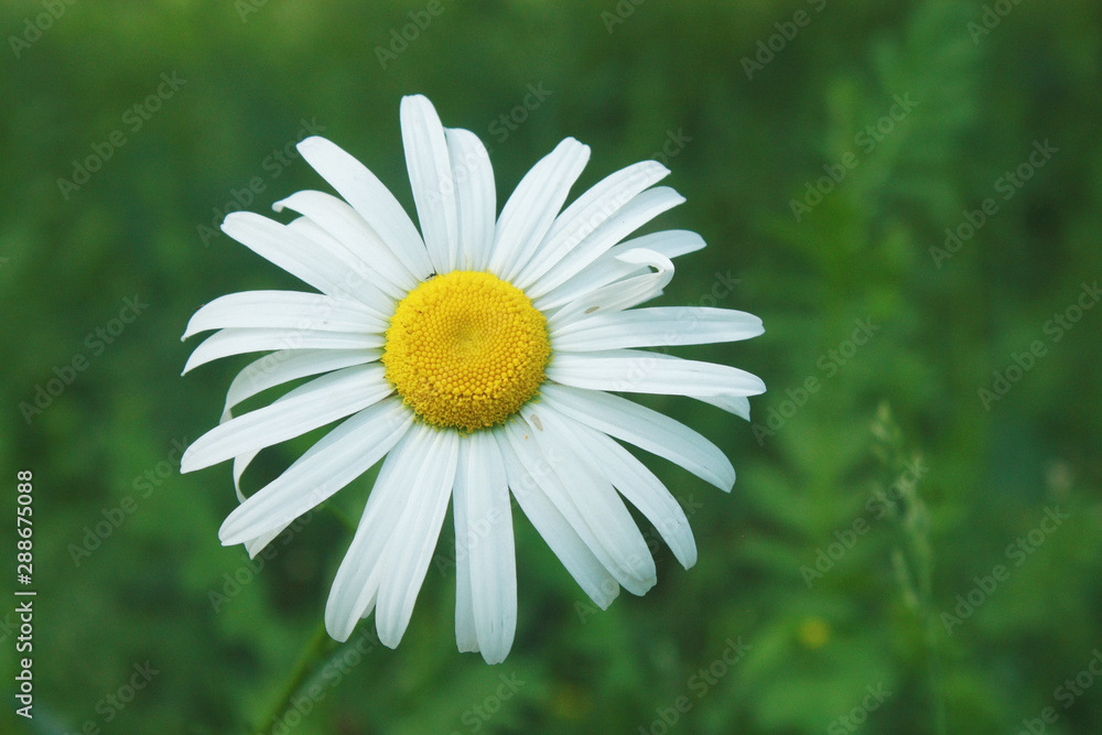 Fototapeta premium White daisy in the garden