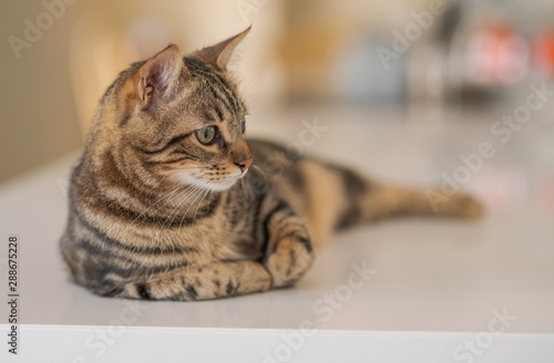 Fototapeta Naklejka Na Ścianę i Meble -  Beautiful short hair cat lying on white table at home