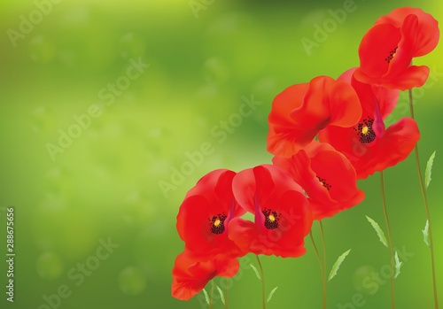 3D realistic red poppies with green leaf. Banner. Summer flowers. Landscape red poppies.Vector illustration.