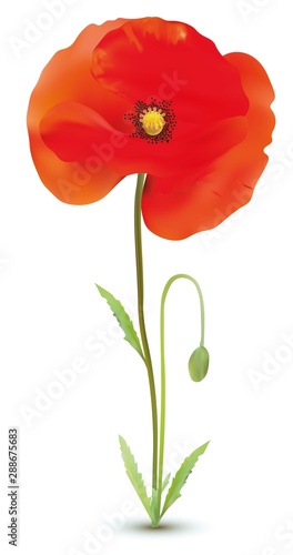 3D realistic red poppies flowers with steams and green leaf isolated of white background. Beautiful banner. Nature. Summer flower. Vector illustration.