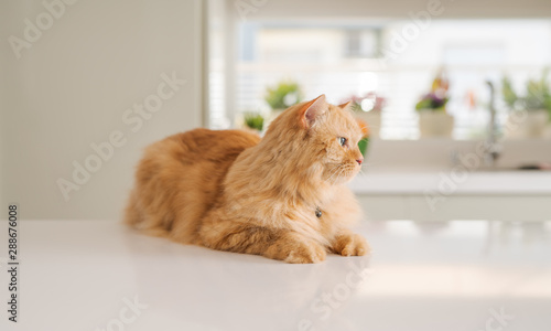 Beautiful ginger long hair cat lying on kitchen table on a sunny day at home © Krakenimages.com