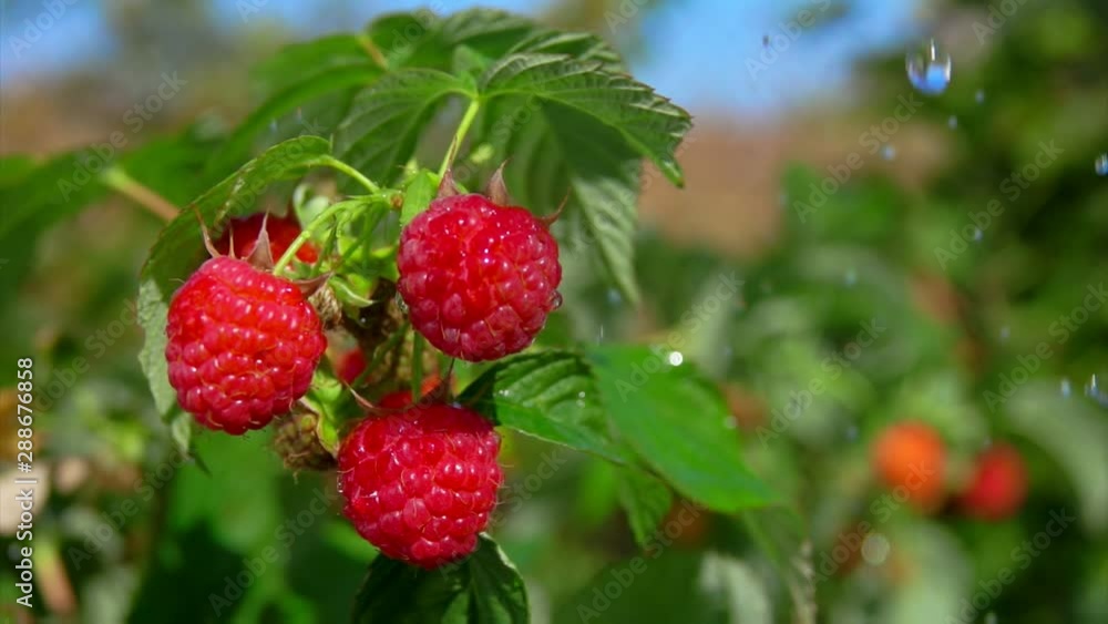Drops of heavy summer rain fall on a branch with red ripe raspberries in slow motion Drops of heavy summer rain fall on a branch with red ripe raspberries in slow motion
