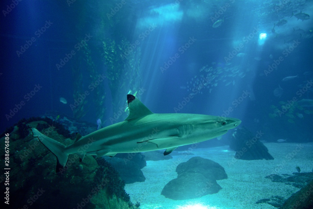 Fototapeta premium Shark in aquarium