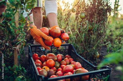 Fotografie, Obraz Woman farmer putting tomatoes in box on eco farm
