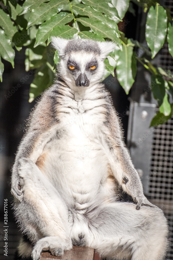 Obraz premium Lemur meditating 
