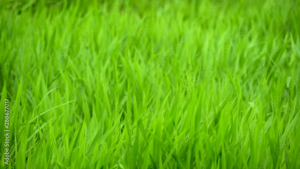 slow motion of vetiver grass blades are waving slow motion of vetiver grass blades are waving