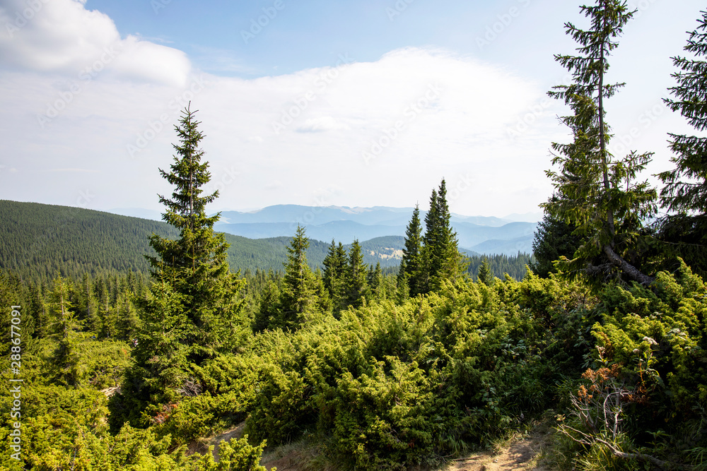 Fototapeta premium Magnificent panoramic view the coniferous forest on the mighty Carpathian Mountains and beautiful blue sky background. Beauty of wild virgin Ukrainian nature. Peacefulness.
