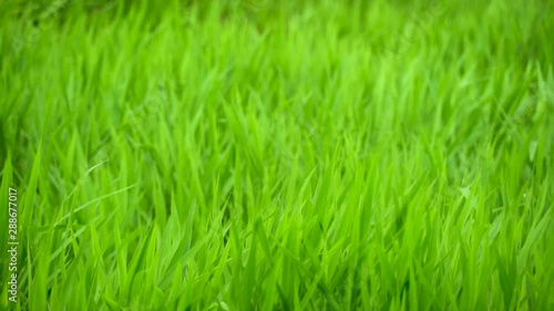slow motion of vetiver grass blades are waving