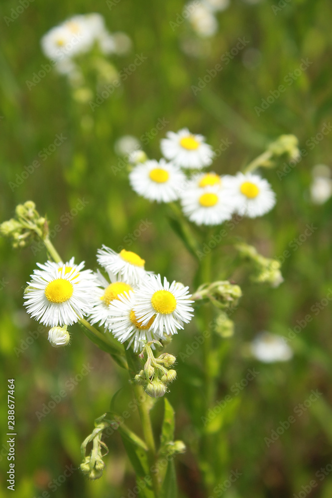 Closeup of beautiful flowers from family Erigeron annuus septentrionalis or Eastern Daisy Fleabane, White Top, Aster annuus 