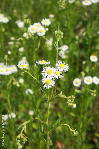 Closeup of beautiful flowers from family Erigeron annuus septentrionalis or Eastern Daisy Fleabane, White Top, Aster annuus  photo