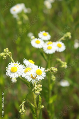 Closeup of beautiful flowers from family Erigeron annuus septentrionalis or Eastern Daisy Fleabane, White Top, Aster annuus  © Tora Stark