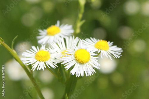 Closeup of beautiful flowers from family Erigeron annuus septentrionalis or Eastern Daisy Fleabane  White Top  Aster annuus 