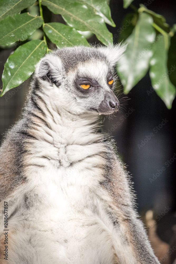 Fototapeta premium Lemur relaxing 