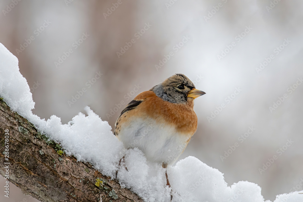 Brambling - Fringilla montifringilla on the  branch.Migration in winter