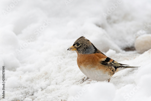 Brambling  Fringilla montifringilla  in snow. Migration in winter