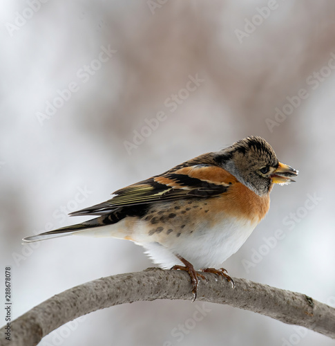 Brambling - Fringilla montifringilla on the branch.Migration in winter