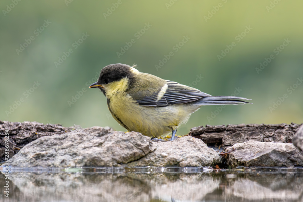Obraz premium The great tit (Parus major) is a passerine bird in the tit family Paridae