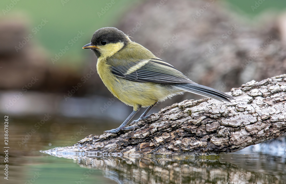 Obraz premium The great tit (Parus major) is a passerine bird in the tit family Paridae