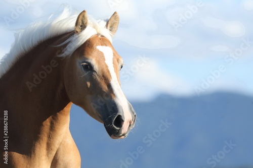 Obraz na plátně Portrait von einem Haflinger mit Blesse