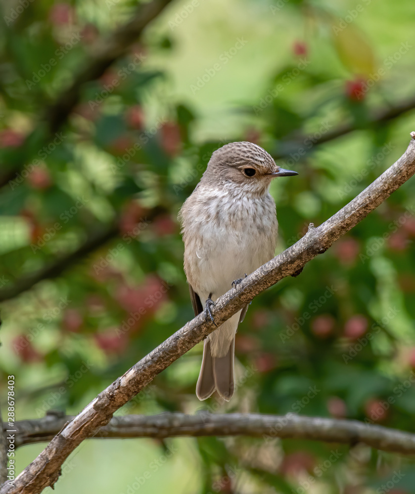 Spotted Flycatcher ( Muscicapa striata) sitting on the branch in the forest Spotted Flycatcher ( Muscicapa striata) sitting on the branch in the forest