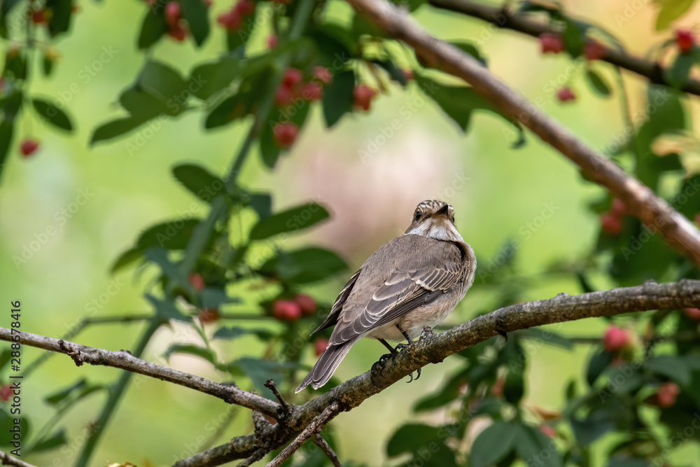 Spotted Flycatcher ( Muscicapa striata) sitting on the branch in the forest Spotted Flycatcher ( Muscicapa striata) sitting on the branch in the forest