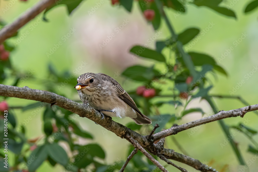 Fototapeta premium Spotted Flycatcher ( Muscicapa striata) sitting on the branch in the forest.