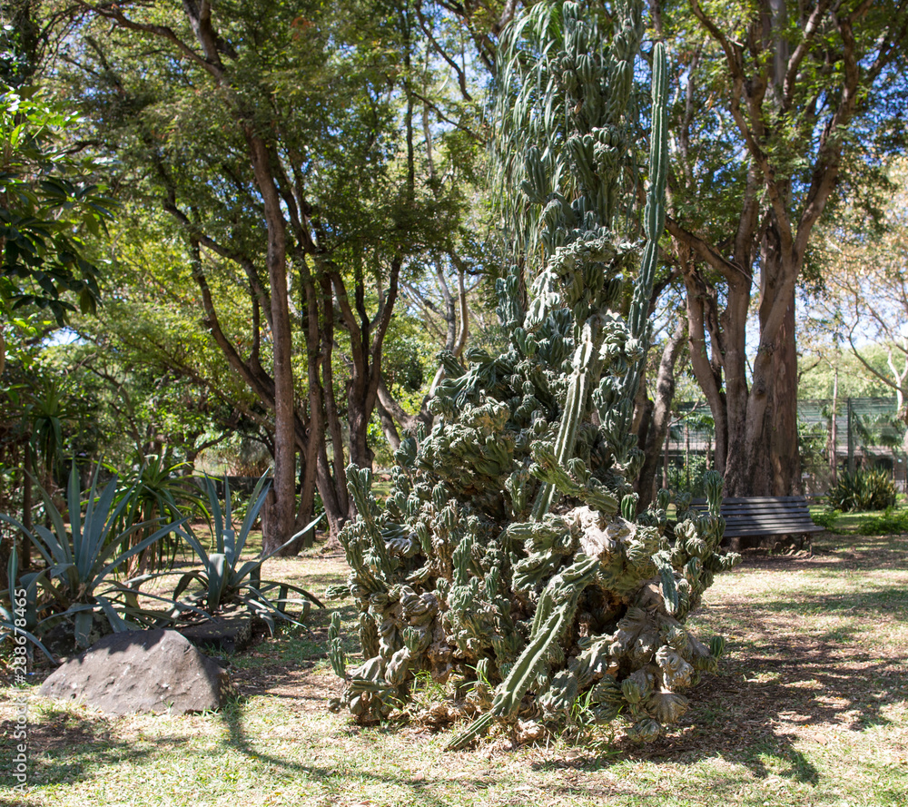 green african trees and vegetation in Mauritius green african trees and vegetation in Mauritius