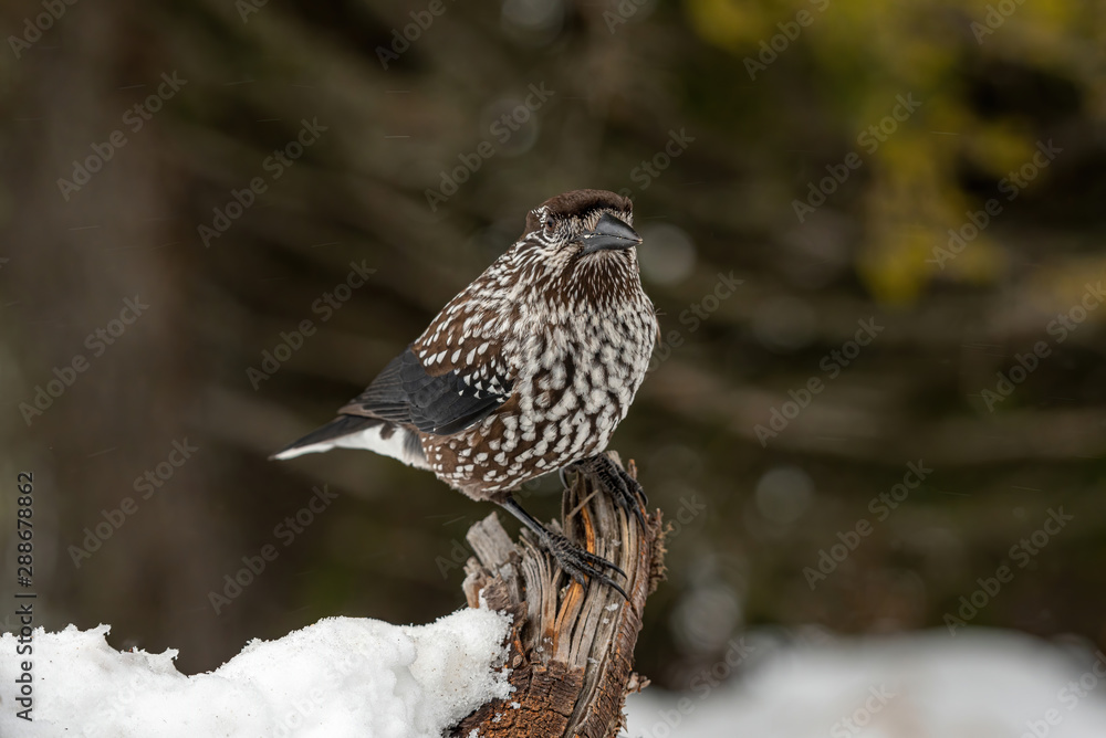 Spotted Nutcracker (Nucifraga caryocatactes) sitting on the perch Spotted Nutcracker (Nucifraga caryocatactes) sitting on the perch