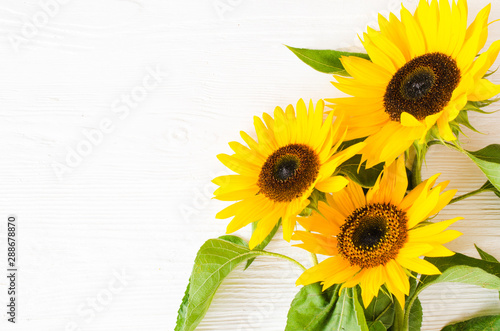 Autumn background with a bouquet of yellow sunflowers against a white brick wall.