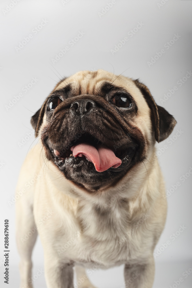 close-up of pug behind a white background