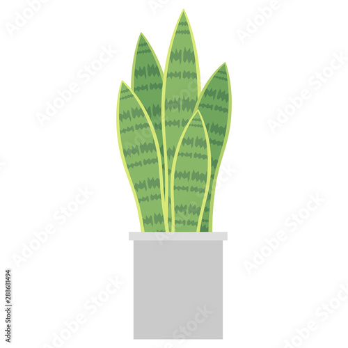 観葉植物　サンセベリア