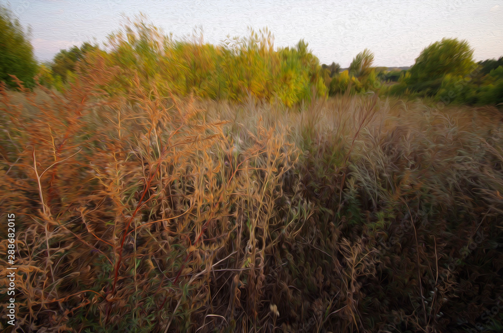 Fototapeta premium grass in the morning