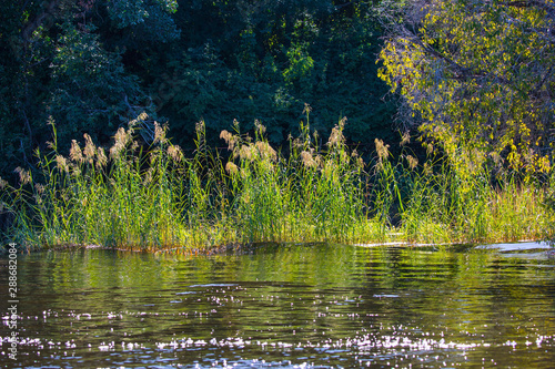 Photos The swampy banks of the African river