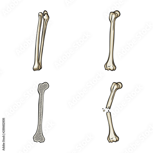 Isolated object of bone and skeleton logo. Collection of bone and human vector icon for stock.