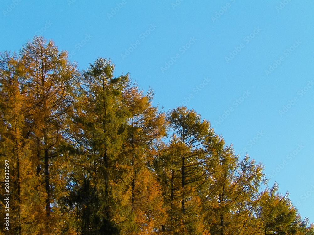 Autumnal trees on blue sky background.