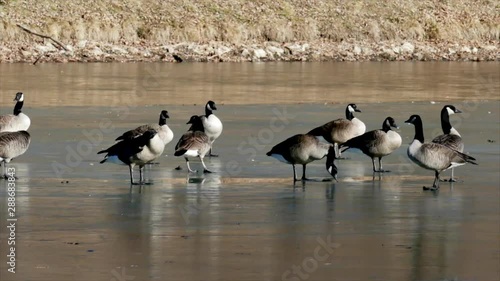 Cold Feet Geese on Frozen Lake photo