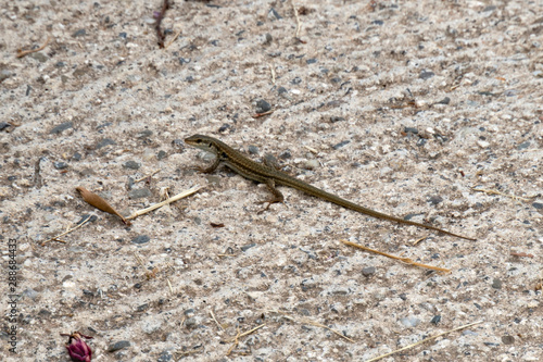 Gecko auf Sizilien