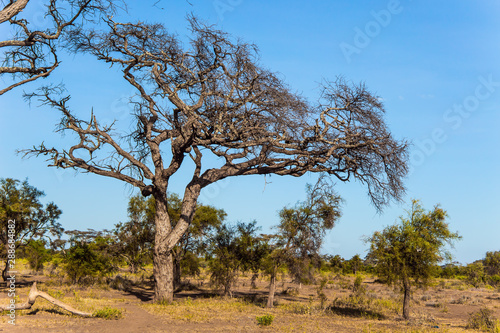  Amboseli Park is biosphere reserve