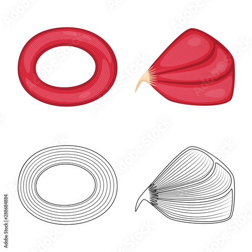 Vector illustration of fiber and muscular sign. Collection of fiber and body stock vector illustration.