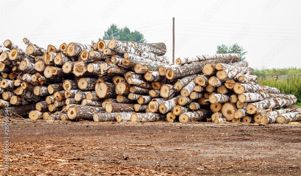 birch logs ready for transportation