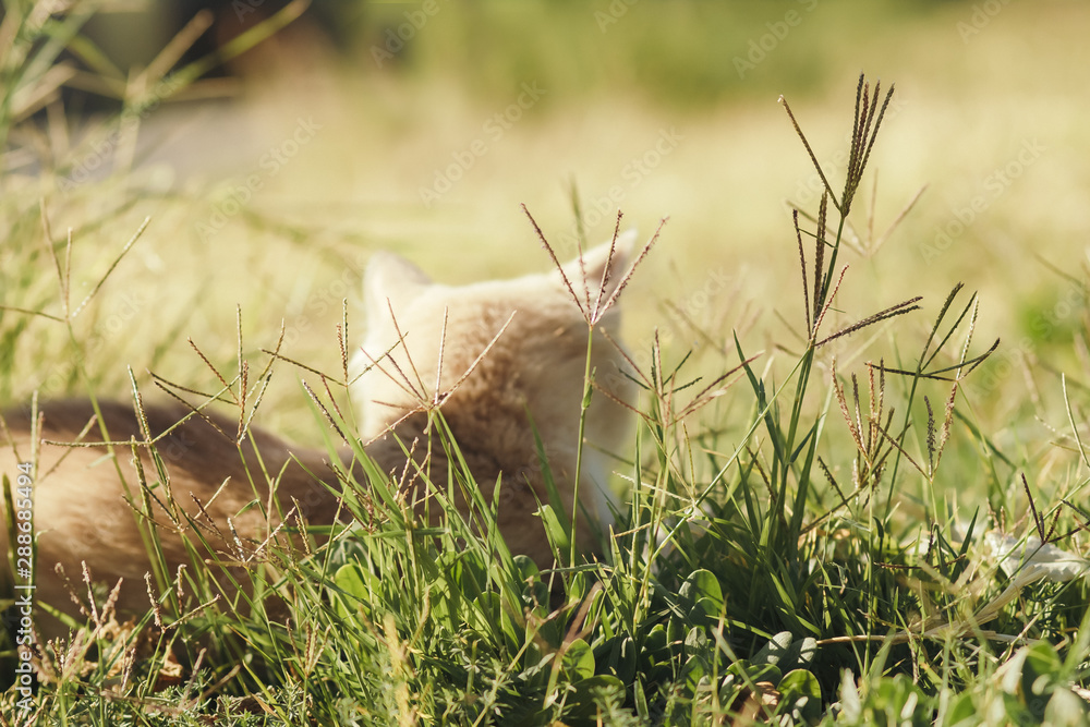 back of cute kitten walking in nature, a red cat lies on the green grass and basks in the sun outdoors back of cute kitten walking in nature, a red cat lies on the green grass and basks in the sun outdoors