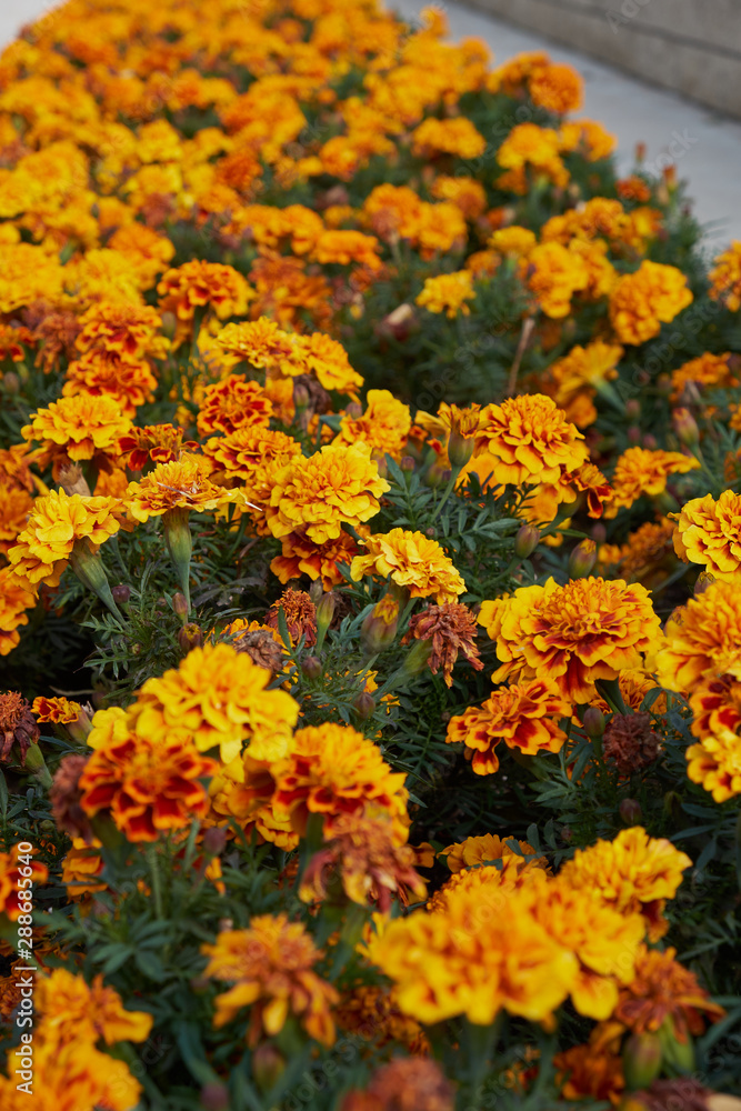 Fototapeta premium Floral landscaping brings a riot of color to city's streets, City beds with flowers, environmental responsibility and beautification through community participation and the challenge of competition.