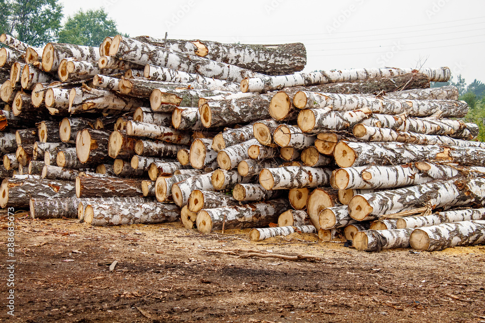 birch logs ready for transportation