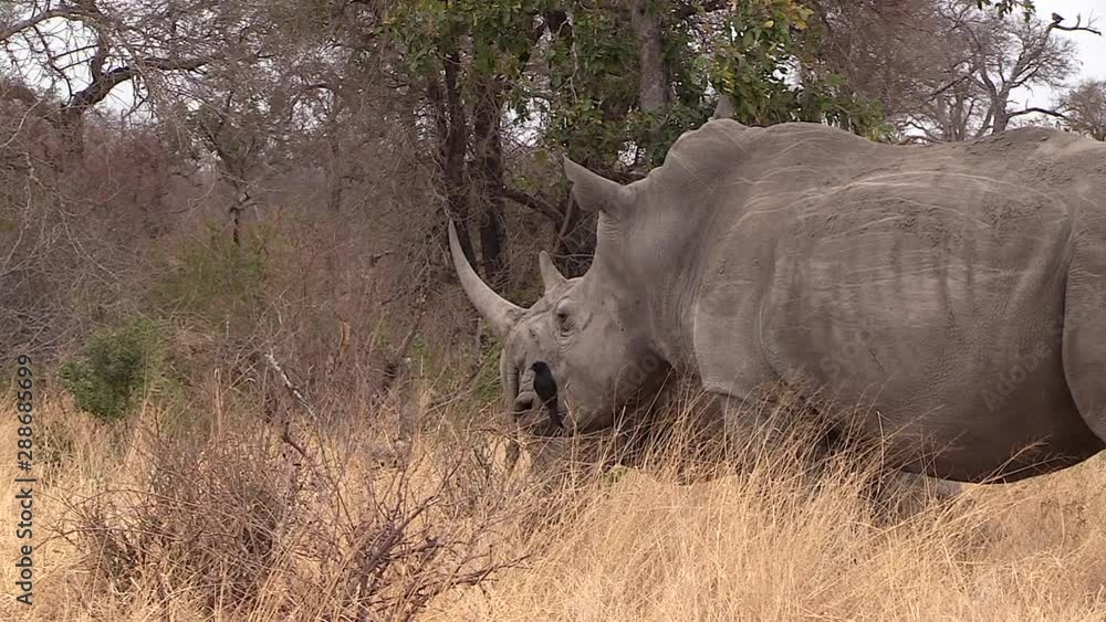 Zoom In White Rhino Grazing With Small Fork Tailed Drongo Bird Sitting On A Bush Zoom In White Rhino Grazing With Small Fork Tailed Drongo Bird Sitting On A Bush